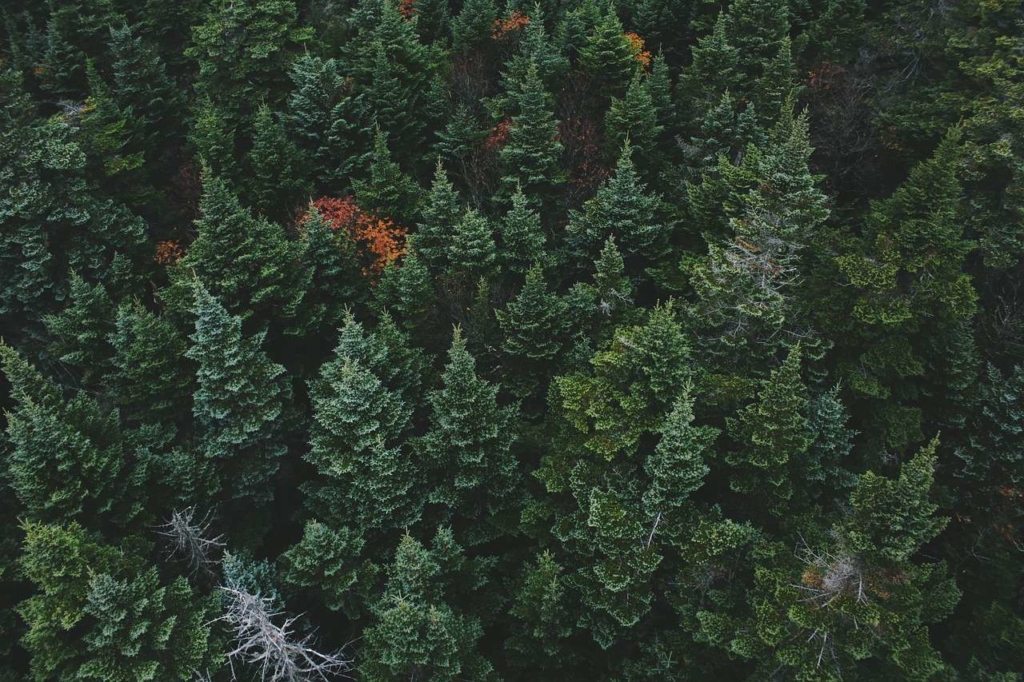 Everything You Need to Know about Evergreen Content