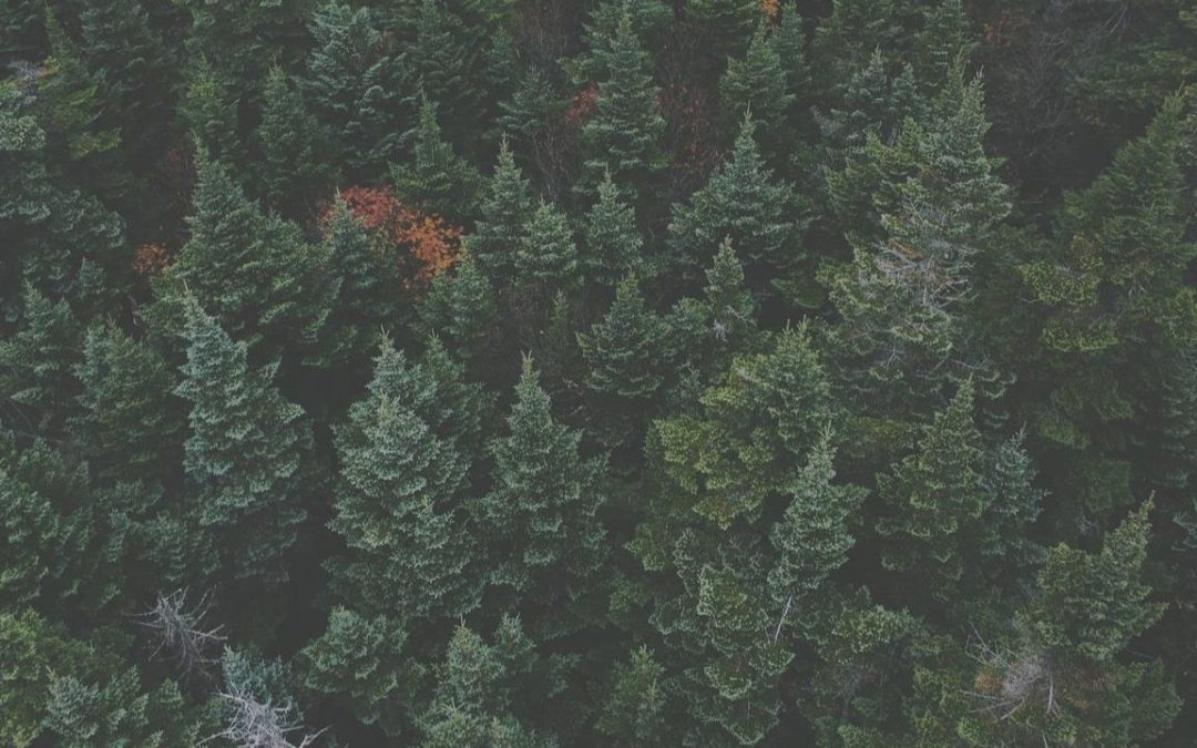 Everything You Need to Know about Evergreen Content